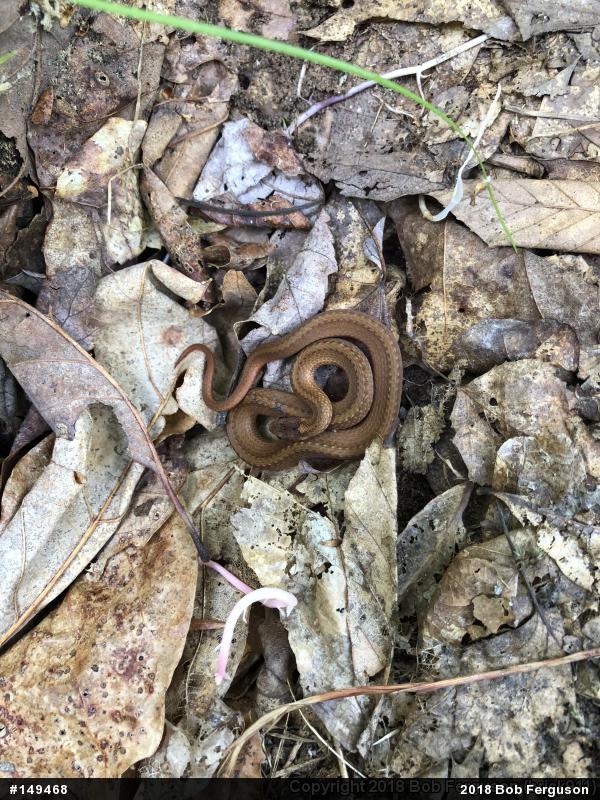 Red-bellied Snake