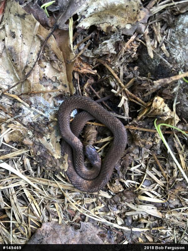Red-bellied Snake