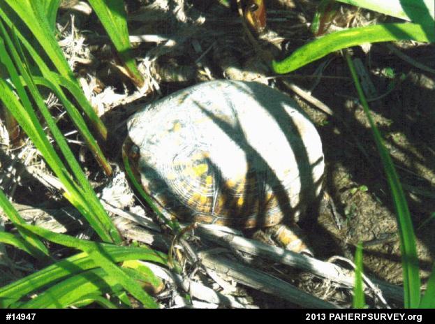 Eastern Box Turtle