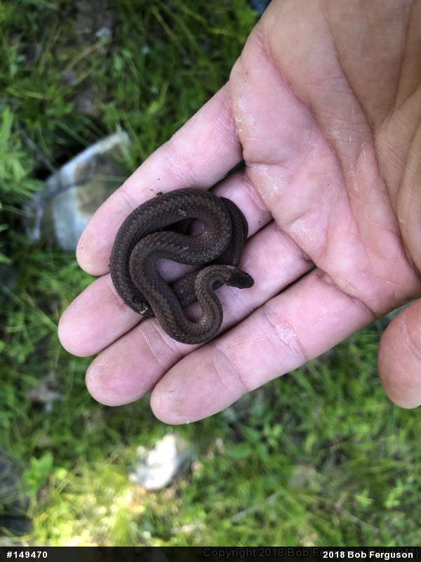 Red-bellied Snake