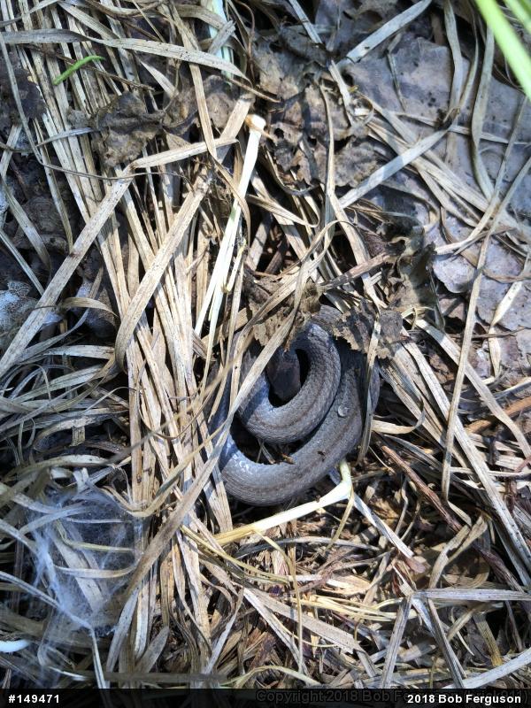 Red-bellied Snake