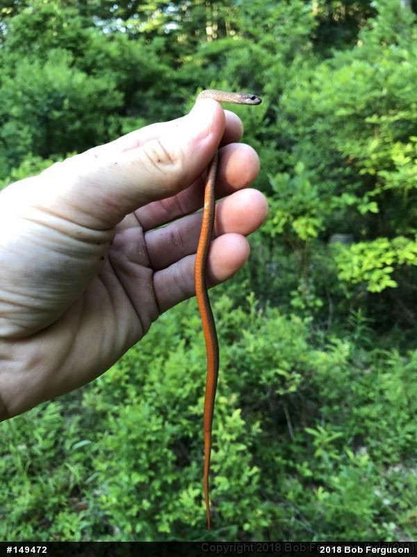 Red-bellied Snake