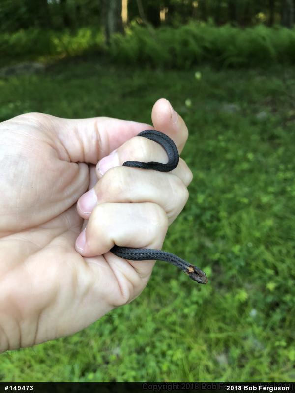 Red-bellied Snake
