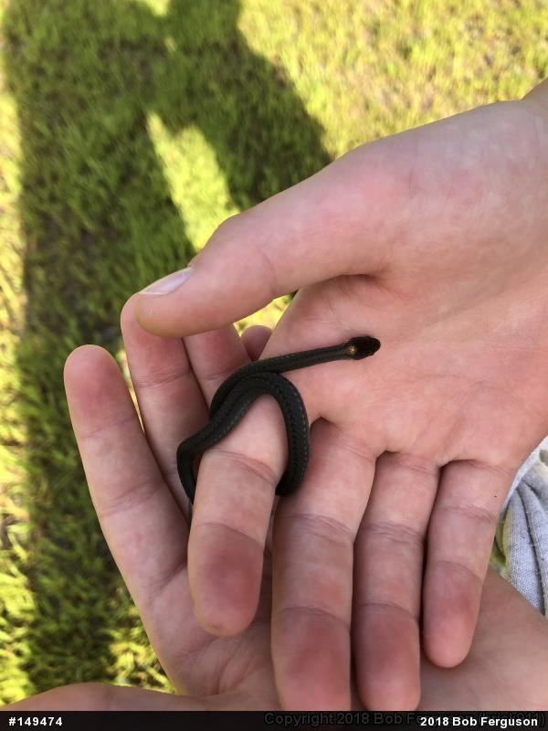 Red-bellied Snake