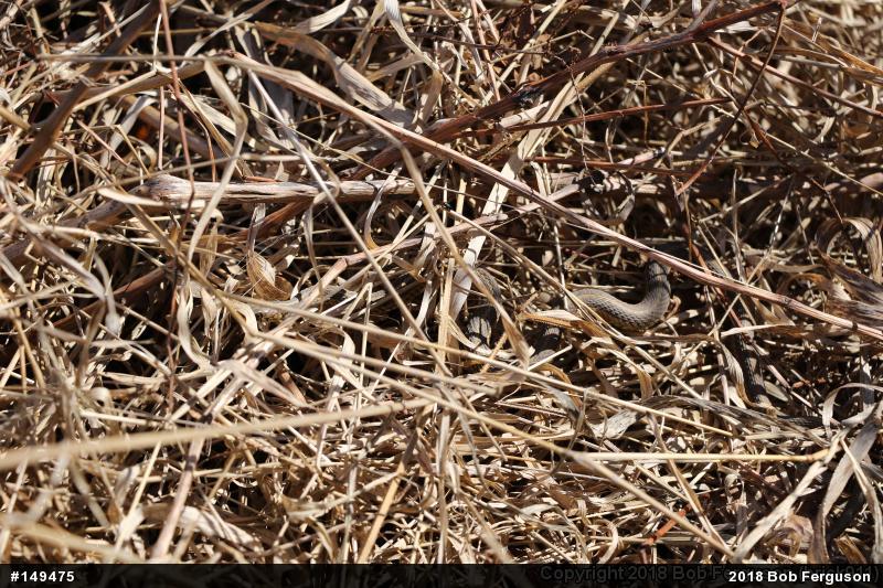 Eastern Gartersnake