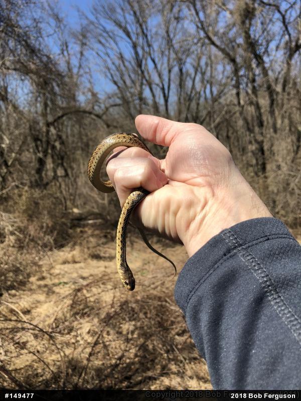 Eastern Gartersnake