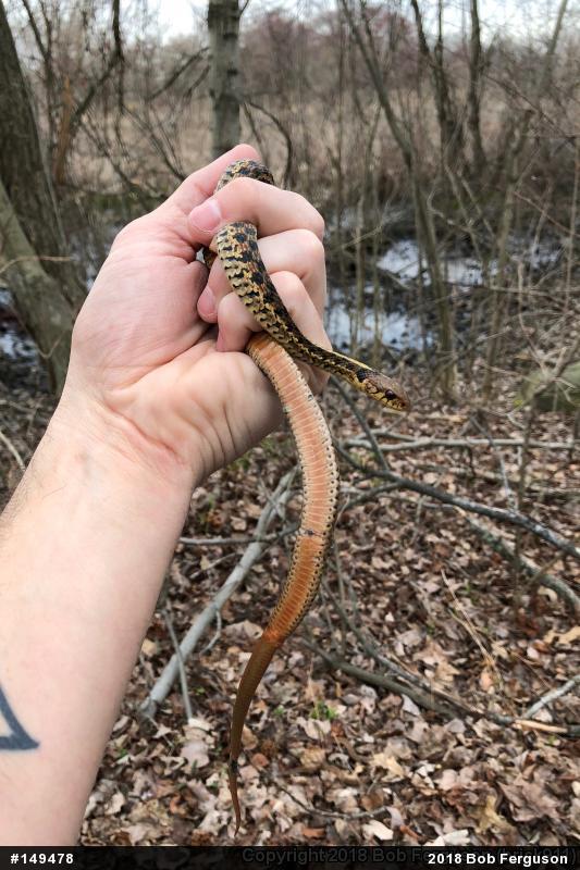 Eastern Gartersnake
