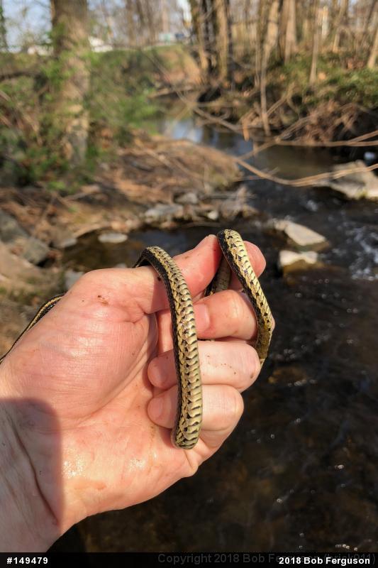 Eastern Gartersnake