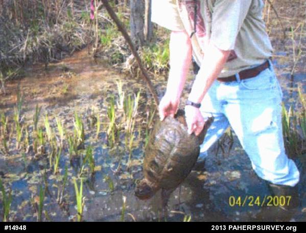 Snapping Turtle