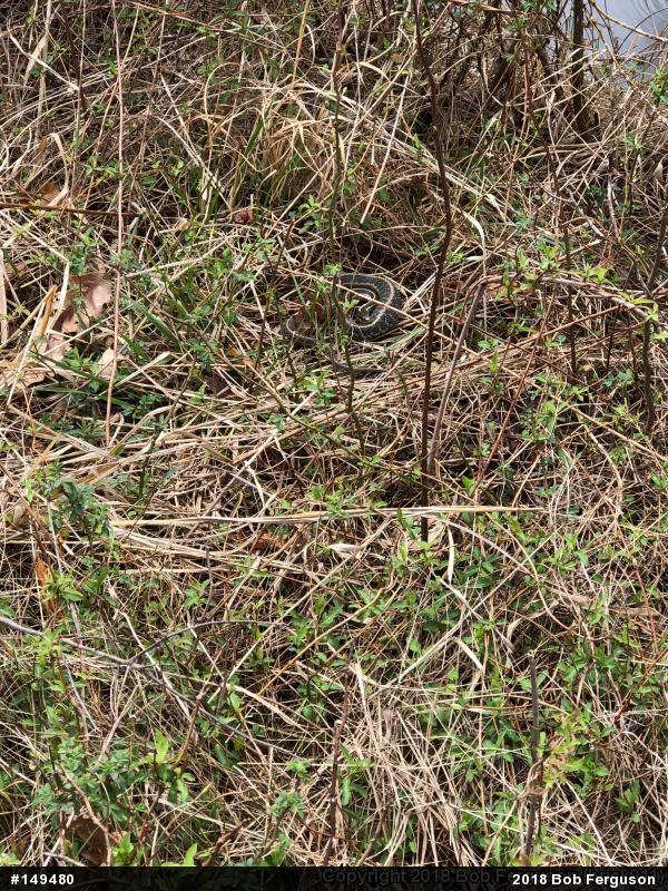 Eastern Gartersnake