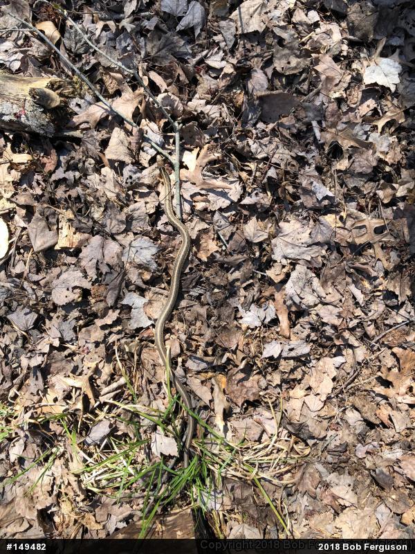 Eastern Gartersnake