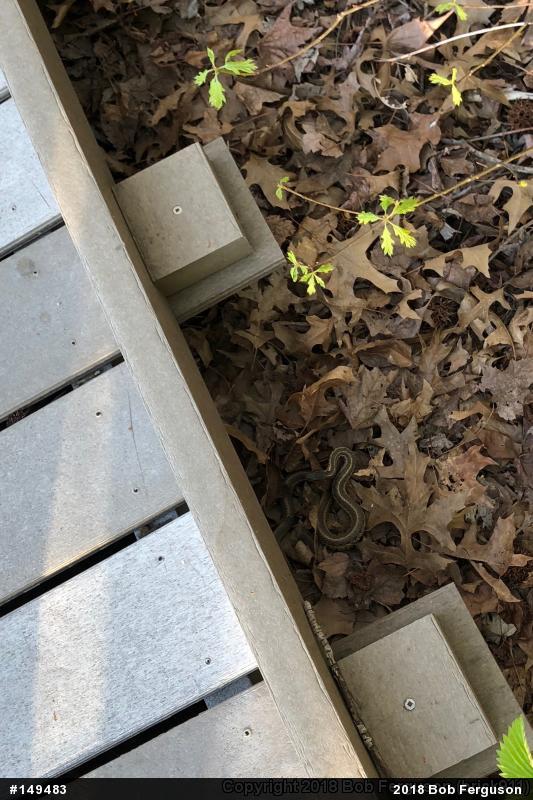 Eastern Gartersnake