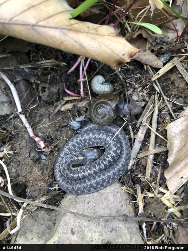 Eastern Gartersnake