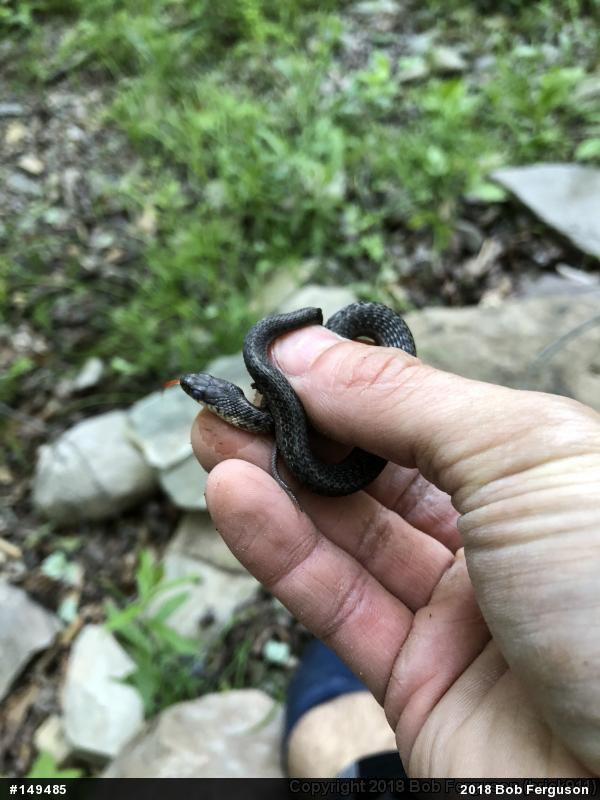 Eastern Gartersnake