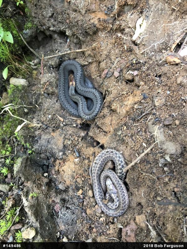 Eastern Gartersnake
