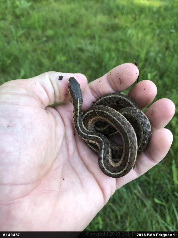 Eastern Gartersnake