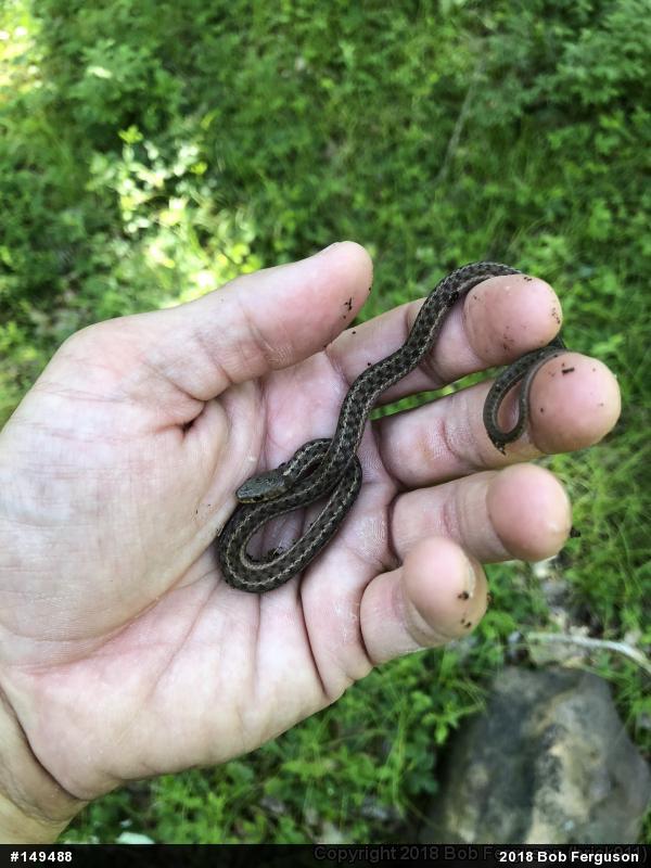 Eastern Gartersnake