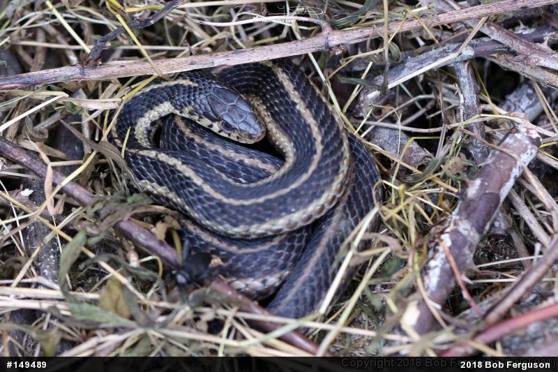 Eastern Gartersnake