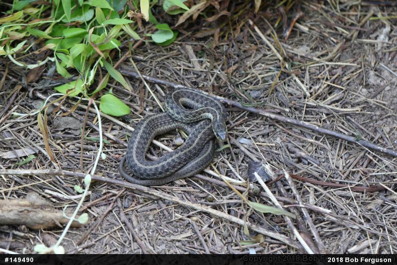 Eastern Gartersnake