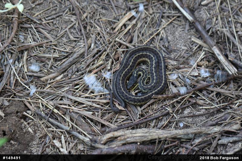 Eastern Gartersnake