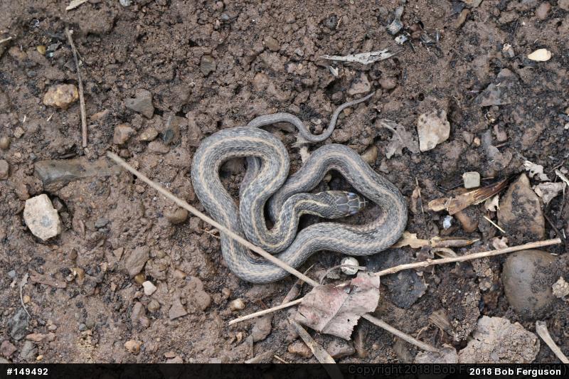 Eastern Gartersnake