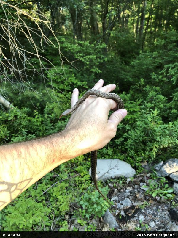 Eastern Gartersnake
