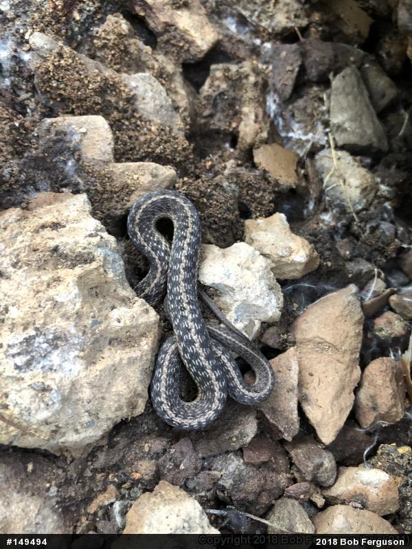 Eastern Gartersnake