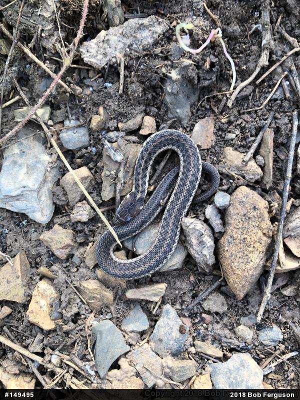 Eastern Gartersnake