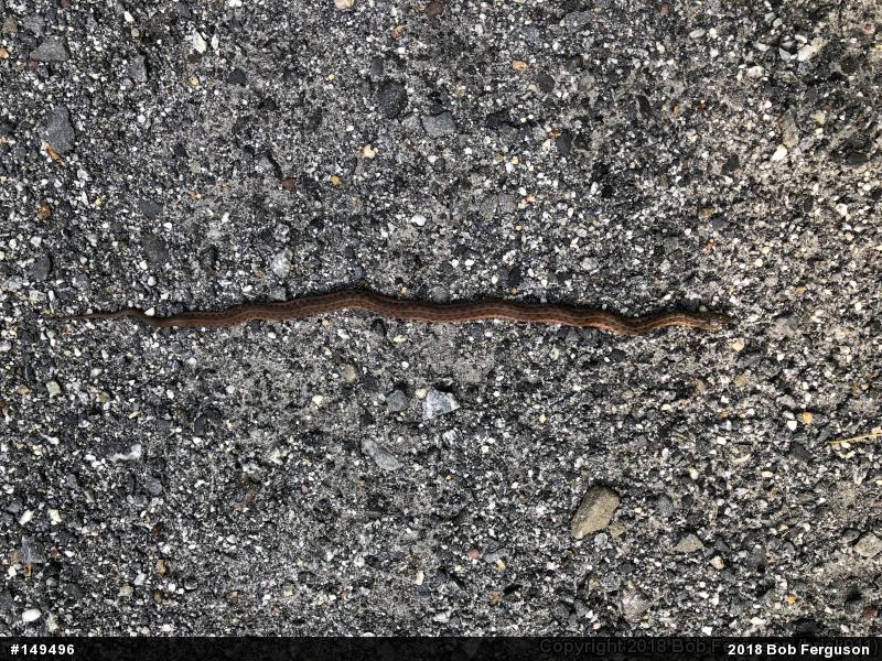 Eastern Gartersnake