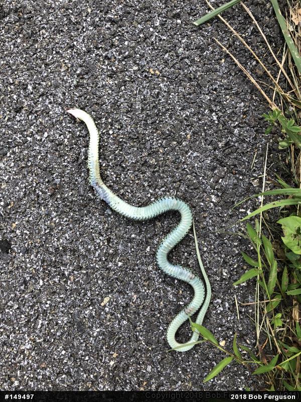 Eastern Gartersnake