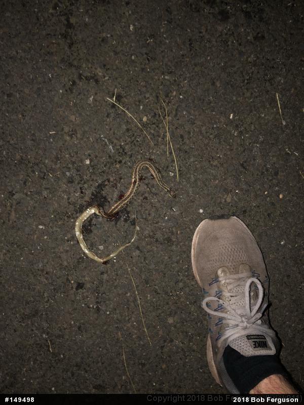 Eastern Gartersnake