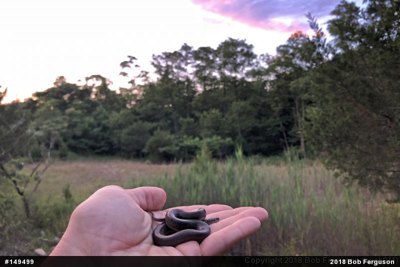 Eastern Smooth Earthsnake