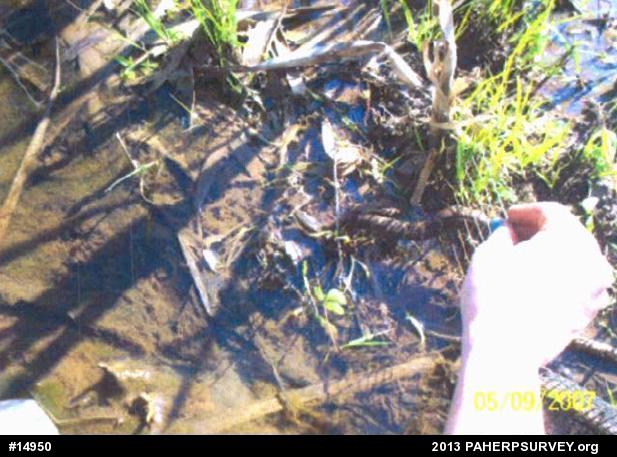 Northern Watersnake