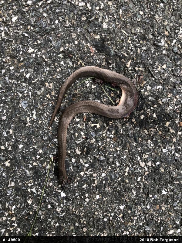 Eastern Smooth Earthsnake