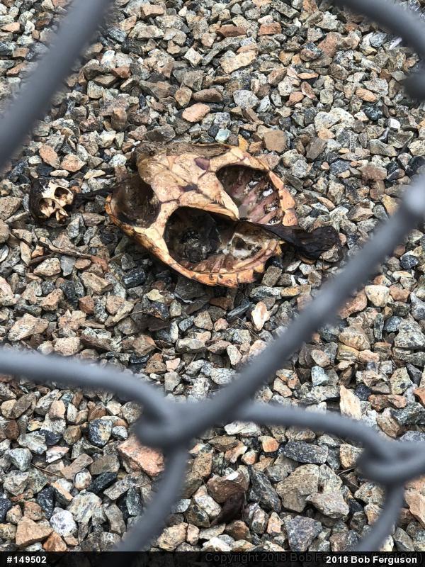 Snapping Turtle