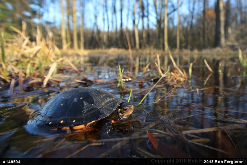 Spotted Turtle