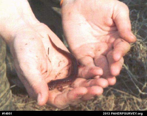 Northern Red Salamander