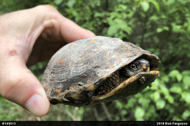 Eastern Box Turtle