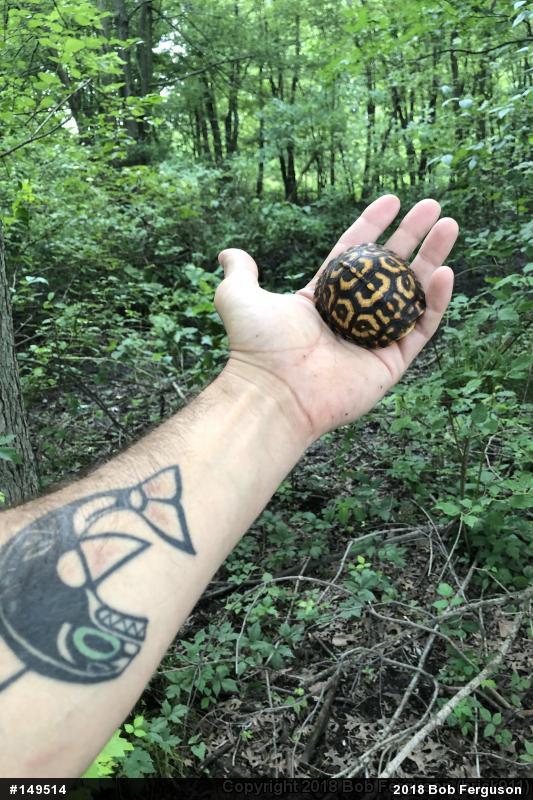 Eastern Box Turtle