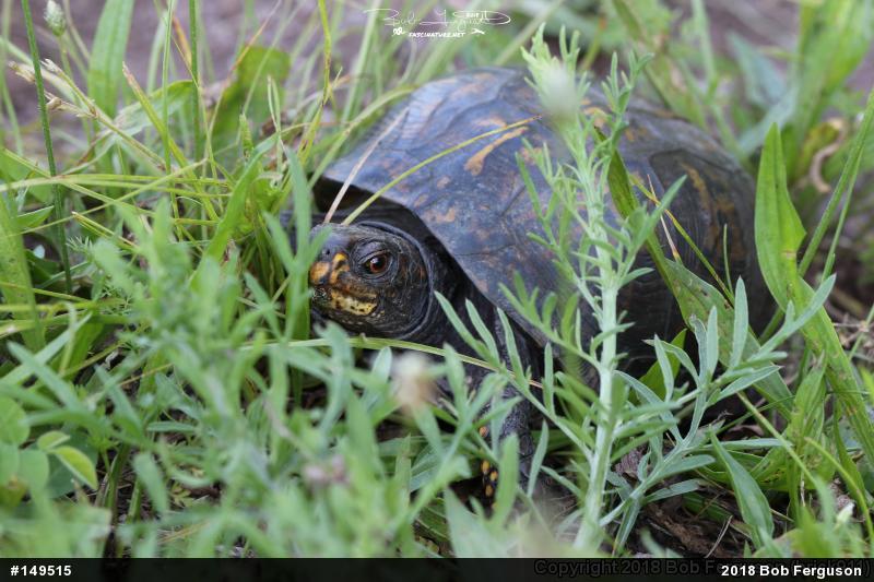 Eastern Box Turtle
