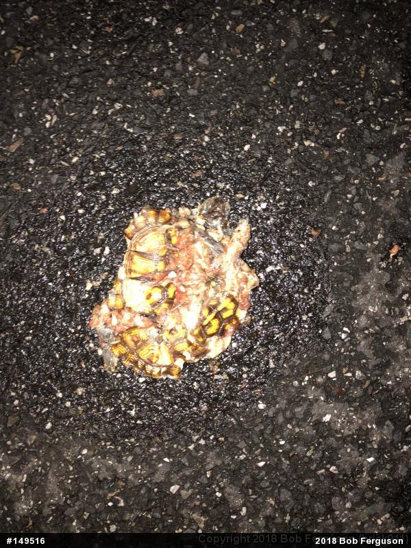 Eastern Box Turtle