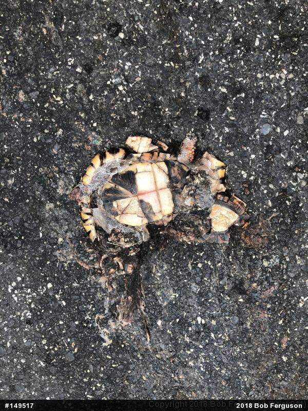 Eastern Box Turtle