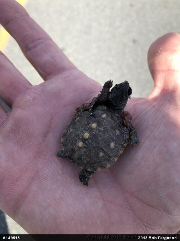 Eastern Box Turtle