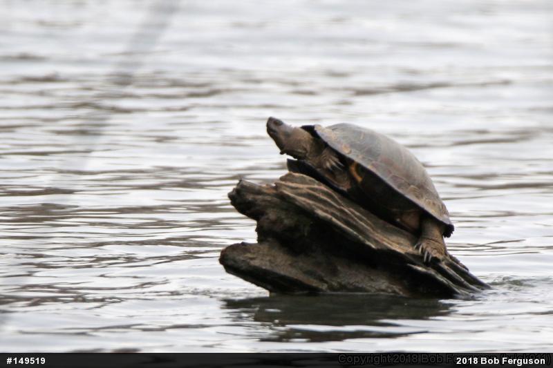 Red-eared Slider