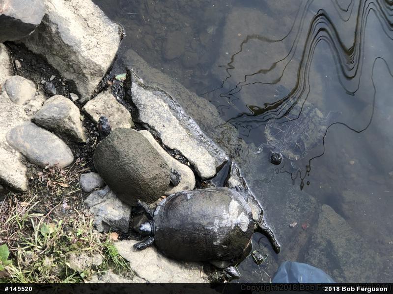 Red-eared Slider