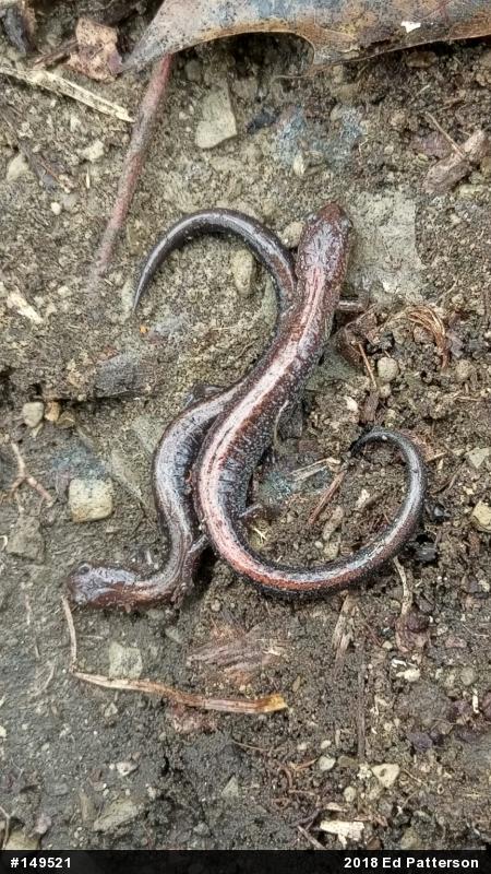 Eastern Red-backed  Salamander