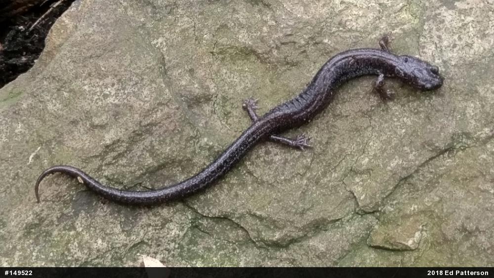 Valley And Ridge Salamander