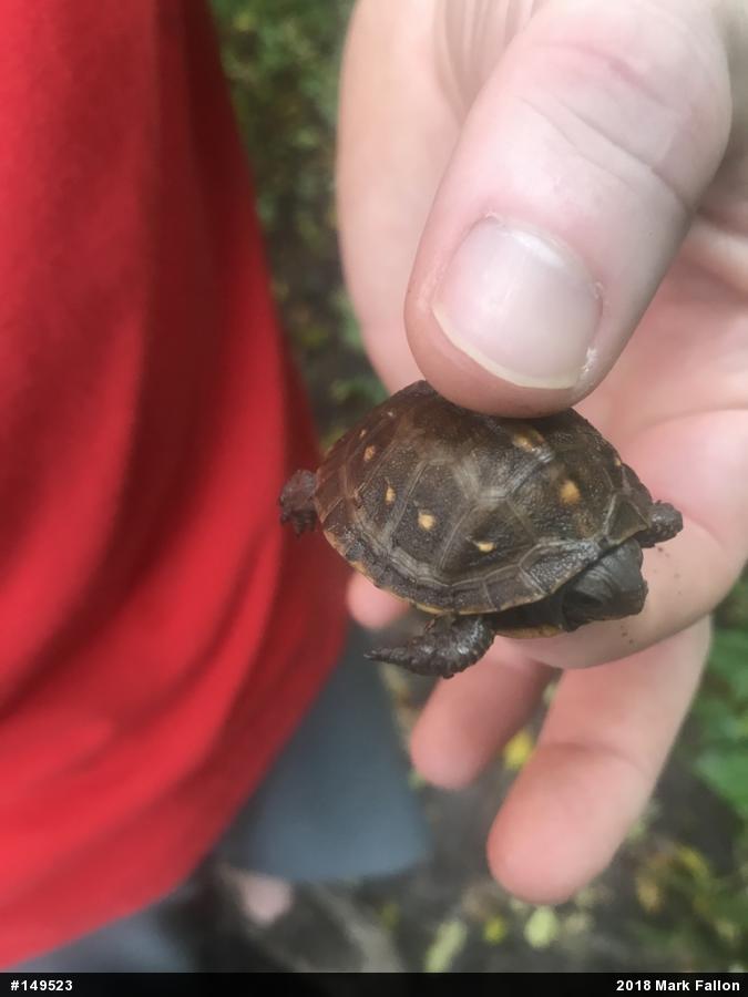 Eastern Box Turtle