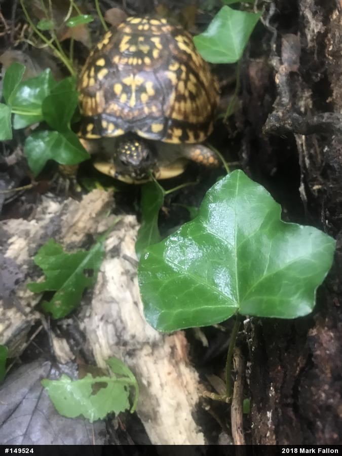 Eastern Box Turtle