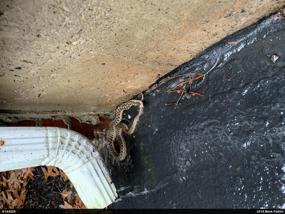 Eastern Gartersnake